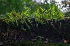 年轻的蕨类植物豆芽发芽莫斯