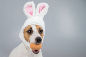 杰克罗素梗狗兔子耳朵持有蛋复制空间