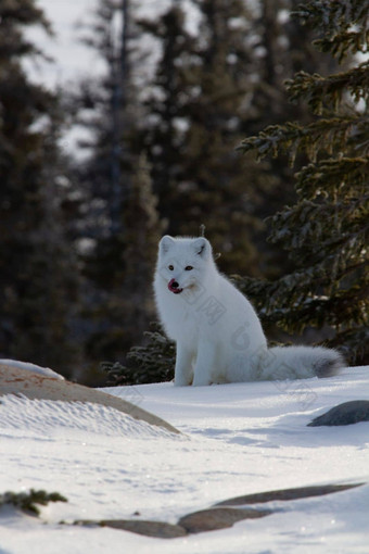 北极<strong>狐狸</strong>狐lagopus准备好了亨特坐着雪
