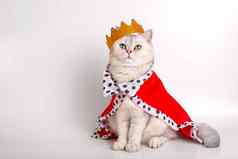豪华的白色猫金皇冠红色的袍坐着白色背景