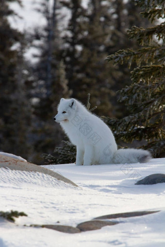 北极狐狸狐lagopus准备好了亨特坐着雪