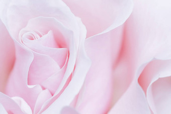 苍白的粉红色的白色玫瑰花宏花背景假期设计