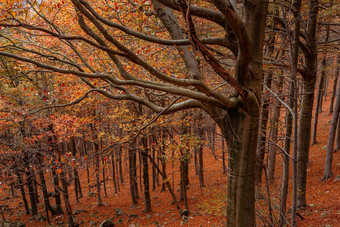 红色的森林秋天科尔的melogno意大利