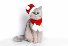 可爱的白色英国猫坐在红色的帽圣诞老人老人红色的围巾
