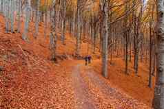 人骑自行车红色的森林秋天科尔的melogno意大利