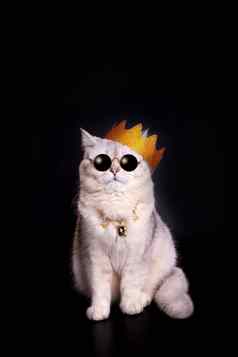 很酷的白色猫金皇冠黑暗眼镜坐在黑色的背景