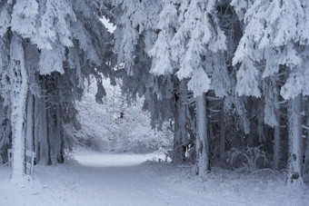 冬天景观森林瓦瑟库佩rhoen海塞德国流瀑布雪高大松树雪冷杉覆盖雪<strong>冰冰</strong>冷的树假的几何形状<strong>雪花雪花</strong>