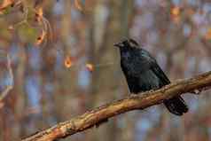 黑色的乌鸦坐着树分支森林