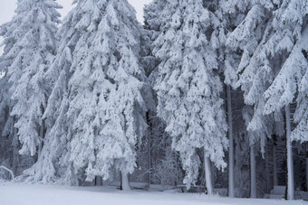 冬天景观森林瓦瑟库佩rhoen海塞德国流瀑布雪高大松树雪冷杉覆盖雪冰冰冷的树假的几何形状雪花雪花