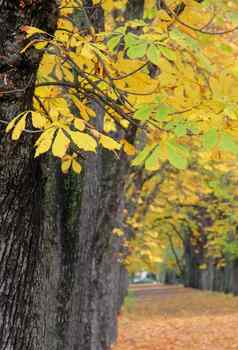 秋天风景绿树成荫路泛黄的叶子