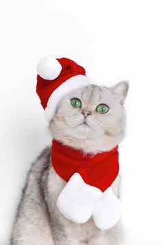可爱的白色猫红色的帽圣诞老人老人红色的围巾