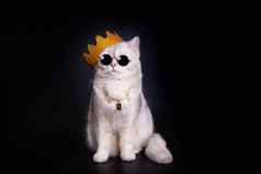 白色王猫穿金皇冠坐在孤立的黑色的背景