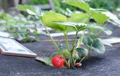 特写镜头草莓日益增长的成熟的草莓花园日益增长的布什新鲜的草莓多汁的红色的草莓下载图像