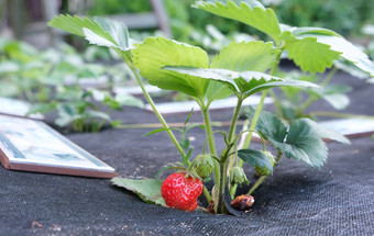 特写镜头<strong>草莓</strong>日益增长的成熟的<strong>草莓</strong>花园日益增长的布什新鲜的<strong>草莓</strong>多汁的红色的<strong>草莓</strong>下载图像