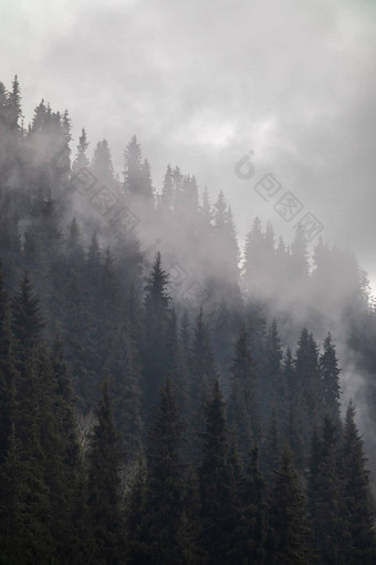 松柏科的森林山秋天阴霾背景雾