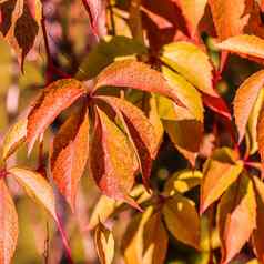 色彩斑斓的秋天背景红色的黄色的叶子少女的葡萄