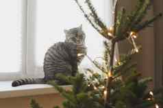 有趣的猫装饰圣诞节树快乐圣诞节一年