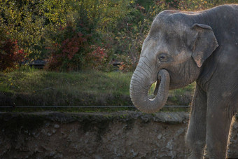 亚洲大象吃微笑大象有趣的大象
