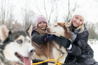 育空冷雪自然白色狗沙哑的冬天犬类西伯利亚雪橇阿拉斯加雪橇
