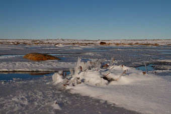 北极景观冻北极苔原努勒维特雪覆盖严禁清晰的冷一天