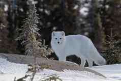北极狐狸狐lagopus白色冬天外套小树前景相机
