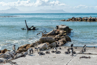 非洲企鹅多石的点自然储备贝蒂斯湾