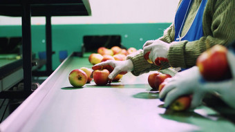苹果处理工厂工人手套排序苹果成熟的苹果排序大小颜色包装工业生产设施食物行业