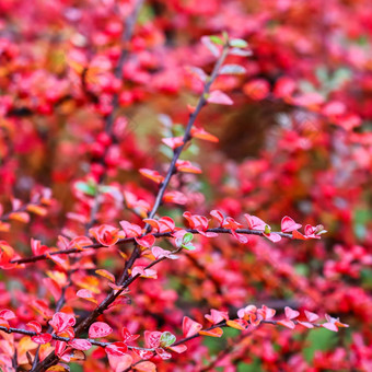 模糊秋天背景红色的叶子水果车轮棠分支机构