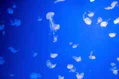 背景水母大西洋海荨麻金缕梅quinquecirha蓝色的霓虹灯发光光效果下载图像