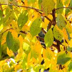 明亮的色彩斑斓的秋天叶子甜蜜的樱桃阳光秋天自然背景