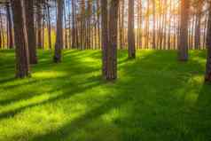 日落树干树绿色草坪上公共公园维尔纽斯立陶宛