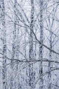 背景树分支机构覆盖霜景观自然白色雪冬天假期概念