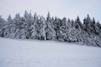 冬天景观森林瓦瑟库佩rhoen海塞德国流瀑布雪高大松树雪冷杉覆盖雪冰冰冷的树假的几何形状雪花雪花
