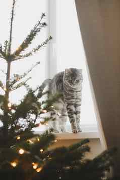 有趣的灰色的条纹虎斑猫装饰圣诞节树快乐圣诞节一年
