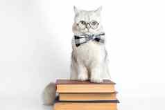 可爱的白色猫弓领带眼镜站堆栈书