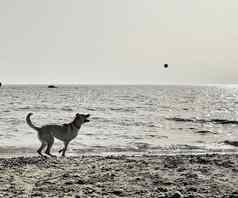 适合活跃的狗玩球海滩海夏天假期黑色的白色照片复制空间