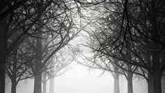 走黑暗悲观的森林雾灰尘呈现插图