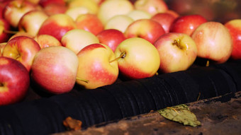 设备工厂洗干燥排序苹果工业生产设施食物行业新鲜的选苹果收获