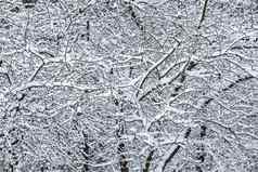 毛茸茸的白雪覆盖的树分支机构自然风景白色雪冷天气降雪冬天公园