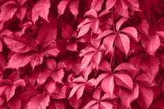 还活着品红色的葡萄叶子墙特写镜头野生葡萄单色背景颜色一年