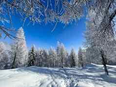 冬天山景观山峰树雪覆盖