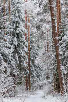 雪冬天森林雪覆盖树灌木滑雪跟踪白雪公主路