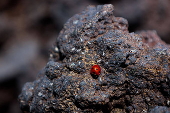 特写镜头小瓢虫火山石头山埃特纳火山西西里