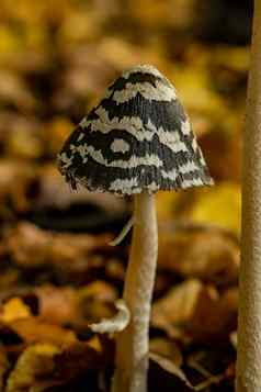 特写镜头美丽的蘑菇秋天森林