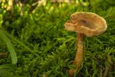 大黄色的蘑菇生长森林草莫斯