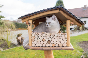 猫坐着禽舍小猫手表等待狩猎鸟