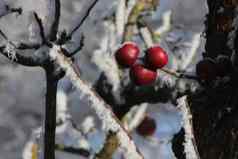 红色的苹果女贞雪冬天冻伤灌木的植物有毒的黑色的浆果成熟