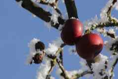 红色的苹果女贞雪冬天冻伤灌木的植物有毒的黑色的浆果成熟