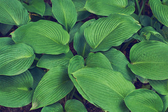 hostasieboldiana绿色叶纹理叶子纹理背景有创意的布局绿色叶子自然backgroundhostasieboldiana