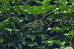 parthenocissus叶子绿色自然背景绿色葡萄叶子墙特写镜头野生葡萄